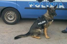 ps cane poliziotto