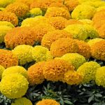 Tagetes atlantis mix