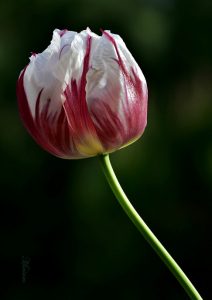 MIRIAM-tulipano-variegato