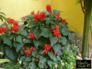 ALMAN-Salvia Splendens-varietà Carabiniere