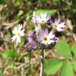 alman-primula-americana