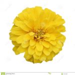 alman-zinnia-gialla (foto Stock)