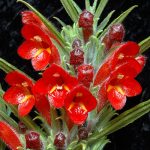 alman-Columnea_flexiflora