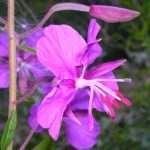 alman-Epilobium_angustifolium