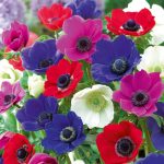 alman-anemone