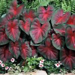 alman-caladium