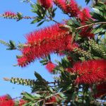 alman-Callistemon