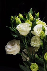 alman-Lisianthus