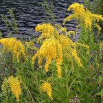 alman-Solidago