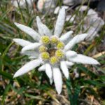 alman-Stella-alpina-o-Edelweiss