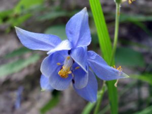 alman-aquilegia-majella