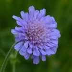 alman-scabiosa