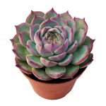 alman-Echeveria