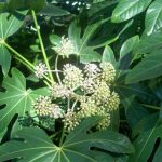 alman-aralia o fatsia-japonica