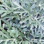 alman-artemisia-pianta-foto web