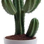 alman-cactus-pianta-foto-web