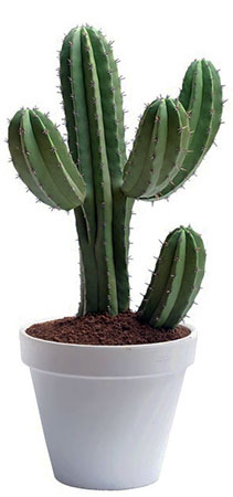 alman-cactus-pianta-foto-web
