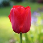 alman-tulipano rosso