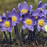 alman-Pulsatilla (foto web)