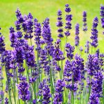 alman-lavanda (foto web)