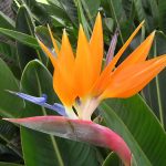 alman-strelitzia (foto web)