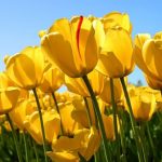 alman-tulipani-gialli (foto web)