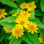 alman-zinnia (foto web)