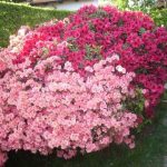 alman-Azalea- (foto web)