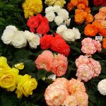 alman-Begonia (foto web)