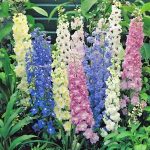 alman-Delphinium (foto web)