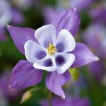 alman-aquilegia (foto web)