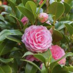 alman-camelia rosa (foto web-Pink Camellia sasanqua flower with green leaves)