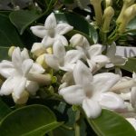 alman-stephanotis (foto web)