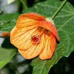 alman- ABUTILON - (foto web)