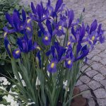 alman-Iris (foto web)