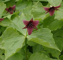 alman-Trillium (foto web)