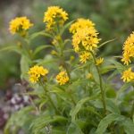 alman-VERGA D’ORO (Solidago virgaurea) (foto web)