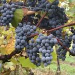 alman-vitis vinifera (foto web)