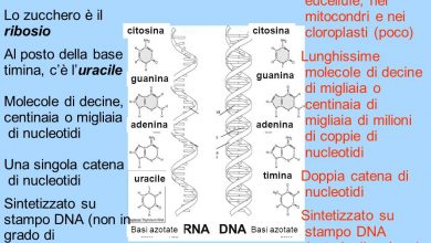 scienza-RNA+DNA (foto web)