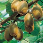 alman-Actinidia-kiwi (foto web)