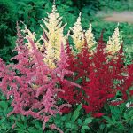 alman-Astilbe (foto web)