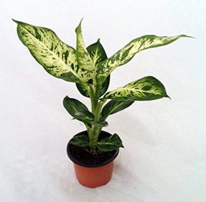 alman-Dieffenbachia (foto web)