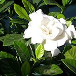 alman-Gardenia Jasminoides (foto web)