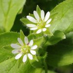 alman-Stellaria (foto web)