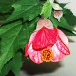 alman-abutilon acero da fiore (foto web)