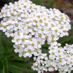 alman-ACHILLEA MILLEFOGLIE (Achillea millefolium) (foto web)