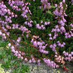 alman-BRUGO - Calluna vulgaris (foto web)