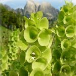 Bella d’Irlanda (Moluccella laevis) (foto web)