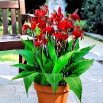 alman-Canna da Fiore (foto web)