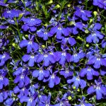 alman-Lobelia (foto web)